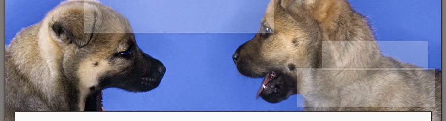 Header Graphic